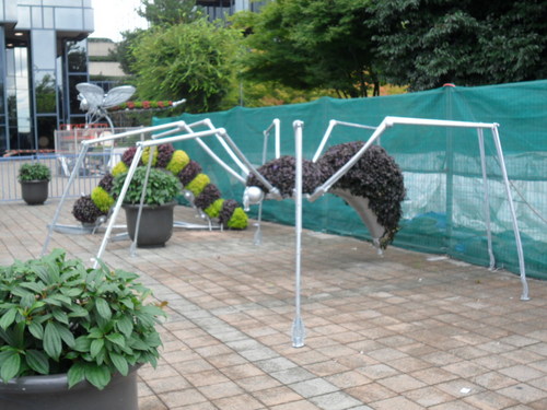 Blackspider59's profile picture. Black widow spider in Vancouver - can't get enough of watching you!!