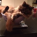 Sarah Windle - @sarahwindleuk - Twitter