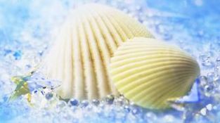 BeachCircles's profile picture. Launching June 1st 2012 !!!