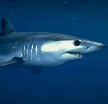 HungryMako's profile picture. Large, aggressive mako shark, hungry, shiny, new to twitter. Likes: shipwreck survivors, turtles. Retweets do not save you from my appetite.