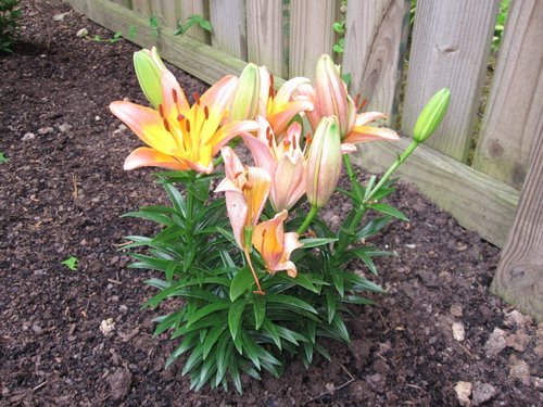 IamMissRiz's profile picture. fan of David Cook and his music