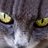asiklavye's profile image
