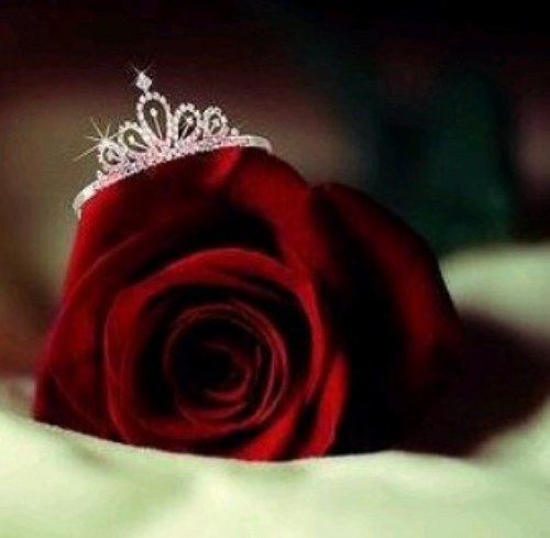 sool2008's profile picture. ربي قربني [ إليـك ] فما خاب من أختـار : قربـك ♥