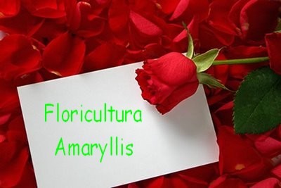 Floricultura amaryllis , Rua da Prata - Barueri n° 184 .  Tel : 11- 4198-5208