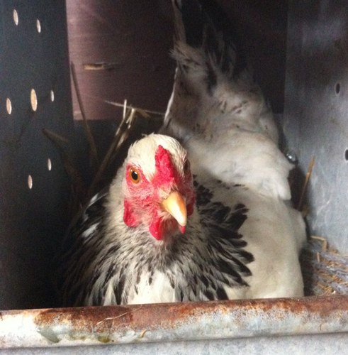 TheChickenFarm's profile picture. A small chicken farm in SE Oklahoma. FreeRange Chickens, Garden, Hogs, Fruit Trees, & Rabbit Running Beagles