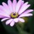 Slickr_Snaps's profile image