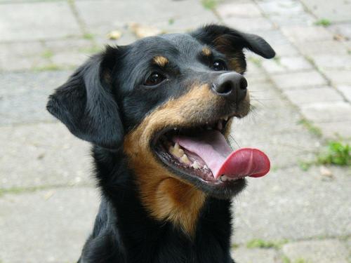 AskeyOosse's profile picture. Ik ben de hond van @KleineSchoft en ben lief. Woef.