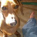 Tracy Kauffman - @tracysweeps - Twitter