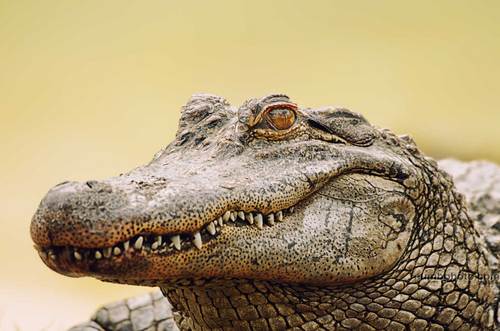 numbphoto's profile picture. Photographing the world while chasing dreams with an empty pocket and a heavy heart.