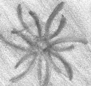 Alen_da_Lua's profile picture. Más allá de la Luna las estrellas florecen y las historias acarician. Acompáñame en este humilde viaje.