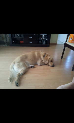 javieracevedou's profile picture. 