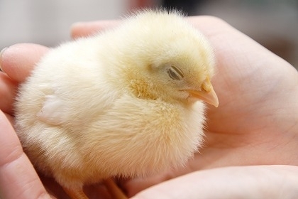 niconico_anime's profile picture. Page for the anime　and manga