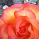 Cathy joy - @FloralCat - Twitter