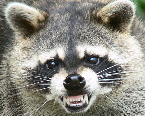 coon_cat's profile picture. 