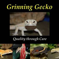 Grinning Gecko (@grinninggeckouk) 's Twitter Profile