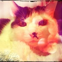 たまご (@sprinklesimple) 's Twitter Profile