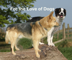 For The Love Of Dogs is sponsored by The Freedom Of Spirit Trust For Border Collies, registered charity: 1121598.