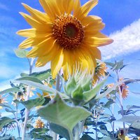 cielo (@tangent_arc) Twitter profile photo