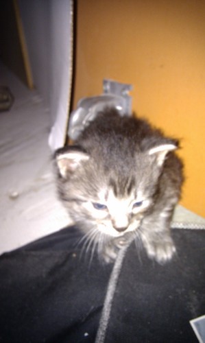 SylvieBuet's profile picture. citoyenne et fière de l'être! #onlâcherien #réseauFDG #PG #@M6rep