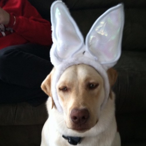 gantonitis's profile picture. 