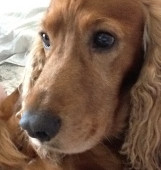 Becks_TheDog's profile picture. Cocker Spaniel with many issues, much loved, enjoys dressing up just like my namesake, looks good in a sarong!