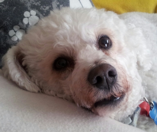 gynrjns's profile picture. Animal lover and protector. Animals are not ours to eat wear or experiment on. All shelters should be no kill. Adopt not shop. I stand with animals everywhere x