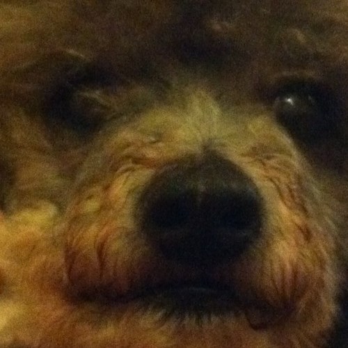 topseyphillips's profile picture. 