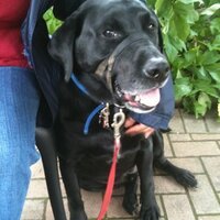 RIP Max ❤❤ (@baggiekev64) 's Twitter Profile