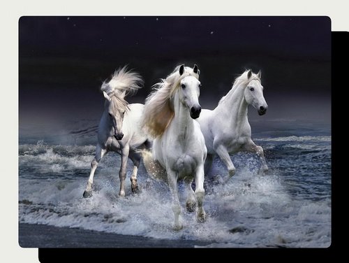 springlive's profile picture. 