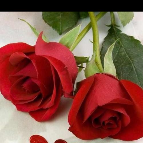 Dr_ReemAlHazim's profile picture. Ph D student Molecular Systematic