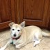 Julia Machen (@luvdogz14) Twitter profile photo Julia Machen (@luvdogz14) Twitter profile photo