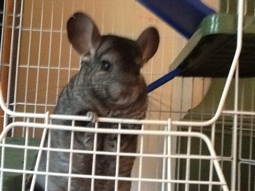 Fun loving, mild mannered chinchilla