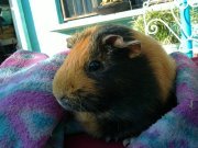 PochaJonas's profile picture. I love eat and run in my cage. I love my mom ♥ - I'M SEXY AND I KNOW IT -