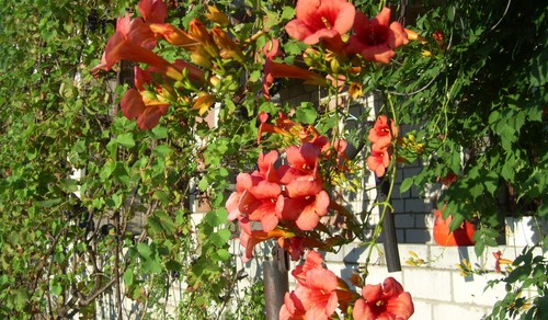 33Pvu's profile picture. National Economy.