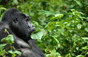 Gorilla, Chimpanzee trekking, Bird watching, mountain climbing, wildlife safaris. tailor-made tours to your needs customized, to individual/group itineraries.