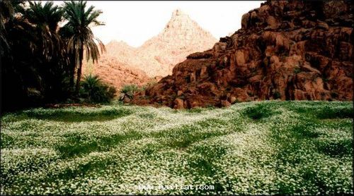 سعودي وأفتخر وقلبي في هواء عروس الشمال بلاد الجبلين أجا وسلمى موطن طي توارن. مهتم بتسويق العقار و يوجد عدة عروض