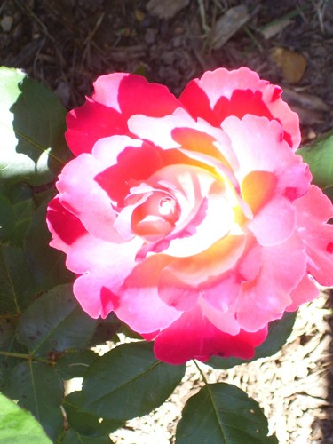 Avid gardener, grandmother, christian, love music...