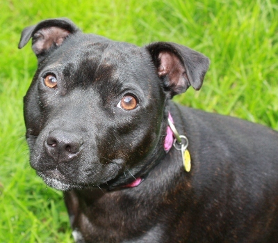 I'm a tiny staffy girl, I like food, belly rubs, sunbathing, and ball! I love my humans and I'm a misunderstood mischief sometimes.