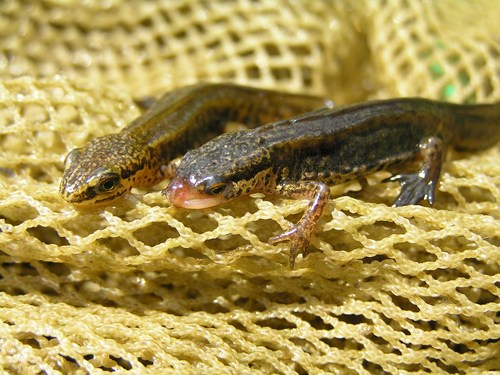 Xarxa catalana de camps de treball de seguiment de la biodiversitat