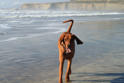 teakhound's profile picture. Mid-Century furniture and vintage finds in the Bay Area 
http://t.co/HW6i633d