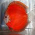 Discus Delivery USA (@discusdelivery1) Twitter profile photo