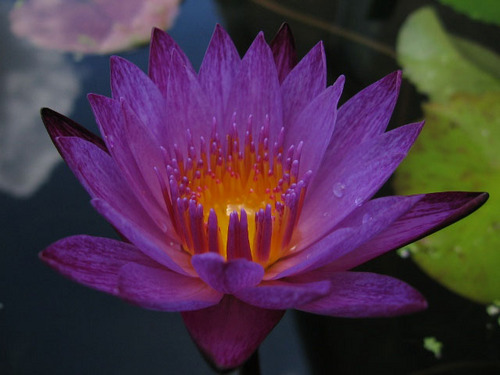 1DropMiracle's profile picture. 