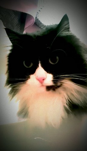 alex_harin's profile picture. Без кота и жизнь не та...