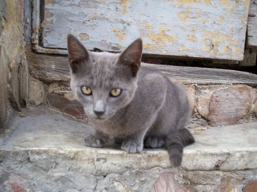 Mandira_Nabula's profile picture. 