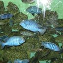 Peter Chin - @PeterChin85 - Twitter