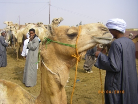 nixalberca's profile picture. En construcció... Traductora i arabista de formació; catalana, granaína, damascena. Àmbit humanitari: persones desaparegudes