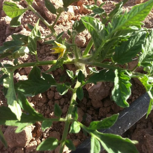 ecologicohellin's profile picture. VENTA DE FRUTAS Y VERDURAS ECOLOGICAS Contacto: sebas_ruiz@hotmail.com 
http://t.co/RjPTm0ajm5