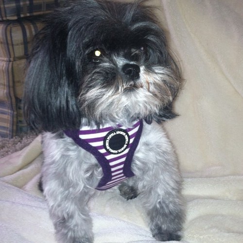 PuppyParfait's profile picture. I am the owner of PuppyParfait.com, a science teacher and dog lover!!! Follow me to see cute pup pics, learn interesting facts & get discounts from our store!