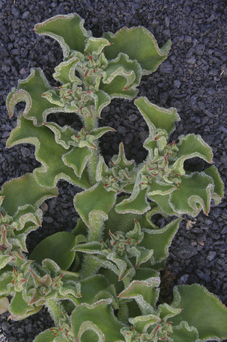 Fomentar la investigación agrícola, nutricional y gastronómica de especies silvestres de la flora canaria para su aplicación en la gastronomía insular