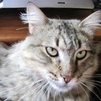 Max Maine Coon Cat(@Maxmainecoon) 's Twitter Profile Photo